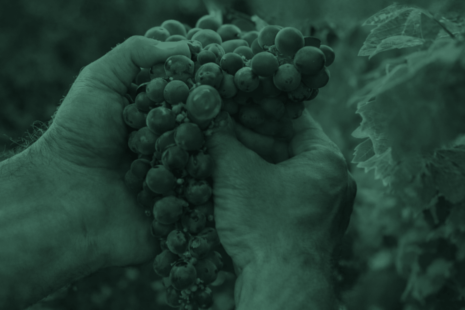 The future of winemaking: Human + AI Agents